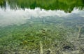 Fishes in the lake