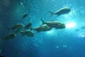 Fishes in Lisbon Oceanarium Royalty Free Stock Photo