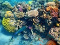 Fishes living in the coral of the Red Sea, Eilat, Israel Royalty Free Stock Photo