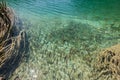 Fishes the Plitvice lake in croatia Royalty Free Stock Photo