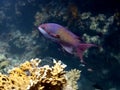 Fishes in the red sea - Pseudanthias squamipinnis Royalty Free Stock Photo