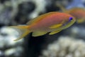 Fishes in the red sea - Pseudanthias squamipinnis