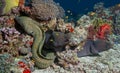 Fishes resembling a snake camouflaged in corals in the Maldives Royalty Free Stock Photo