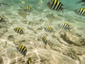 Fishes on sandy seabed Royalty Free Stock Photo