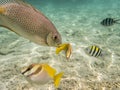 Fishes on sandy seabed Royalty Free Stock Photo