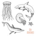 Fishes or sea creature dolphin and white shark. nautilus pompilius, jellyfish and starfish. engraved hand drawn in old Royalty Free Stock Photo