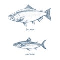 Fishes sketch icons of tuna, perch and pike or salmon and marlin. Vector set of saltwater sea or freshwater river fish