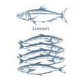 Fishes sketch icons of tuna, perch and pike or salmon and marlin. Vector set of saltwater sea or freshwater river fish