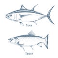 Fishes sketch icons of tuna, perch and pike or salmon and marlin. Vector set of saltwater sea or freshwater river fish