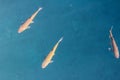 Fishes swimming in blue the water Royalty Free Stock Photo