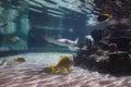 Fishes swimming in a fish tank with a manta ray Royalty Free Stock Photo