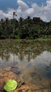 Fishes in the tropical pond with the palsm and sky