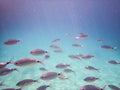 Fishes under the sea - Croatia