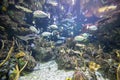 Fishes underwater in Seattle aquarium. Tropical underwater sea water environment Royalty Free Stock Photo