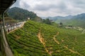 Fisheya view of Tea Plantations Cameron Highlands Royalty Free Stock Photo