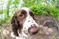 Fisheye and closeup of dog breed english springer spaniel playing in summer green nature outdoors Royalty Free Stock Photo