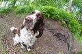 Fisheye and closeup of dog breed english springer spaniel playing in summer green nature outdoors Royalty Free Stock Photo