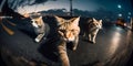 fisheye effect illustration of a bunch of angry ghetto cats walking on the road at night