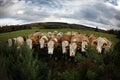 Fisheye of Funny heard of Cattle