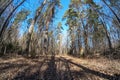 fisheye lens distorted view of forest in sunny spring day