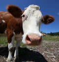 Fisheye lens muzzle of the big brown cow Royalty Free Stock Photo