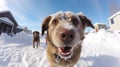 Fisheye portrait of dog on snow covered field, AI Generative