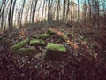 Fisheye shot of an autumn forest with fallen leaves and bare trees
