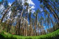 Fisheye view of dense pine tree forest Royalty Free Stock Photo