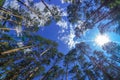 Fisheye view of dense pine tree forest Royalty Free Stock Photo