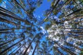 Fisheye view of dense pine tree forest Royalty Free Stock Photo