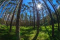 Fisheye view of dense pine tree forest Royalty Free Stock Photo