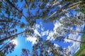 Fisheye view of dense pine tree forest Royalty Free Stock Photo