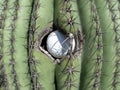 Fisheye view of a golf ball stuck in a Saguaro cactus in Arizona