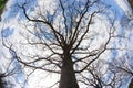 Fisheye view from the ground to a large dry oak tree against a blue sky. Royalty Free Stock Photo