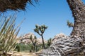 Fisheye view of Joshua Tree framed with another Joshua Tree