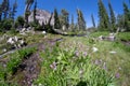 Fisheye view of a small creek with wildflowers in the Sawtooth Lake Trail in the Sawtooth National Forest of Idaho on a sunny day