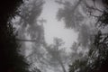 Fisheye view of the tops of the trees in the fog