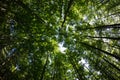 Fisheye view of a tree tops in a dense forest Royalty Free Stock Photo