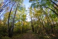 Fisheye view of trees with fall colors in Banning State Park Royalty Free Stock Photo