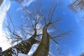 Fisheye view of trees from ground to sky
