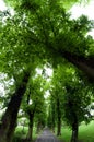 A fisheye wide view on a tree alley in spring