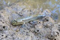 Fishfoot or Oxudercinae or Mudskipper on mud clay near sea beach.