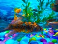 fishh Royalty Free Stock Photo