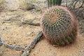 Fishhook Barrel Cactus in Arizona