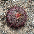 Fishhook Barrel Cactus Top View Royalty Free Stock Photo