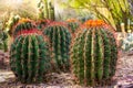 Fishhook Barrel Cactus in Bloom