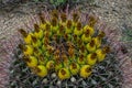 Fishhook barrel cactus