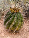 Fishhook Barrel Cactus Royalty Free Stock Photo