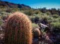 Fishhook Cactus Royalty Free Stock Photo