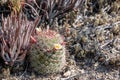 Fishhook cactus Mammilaria dioica